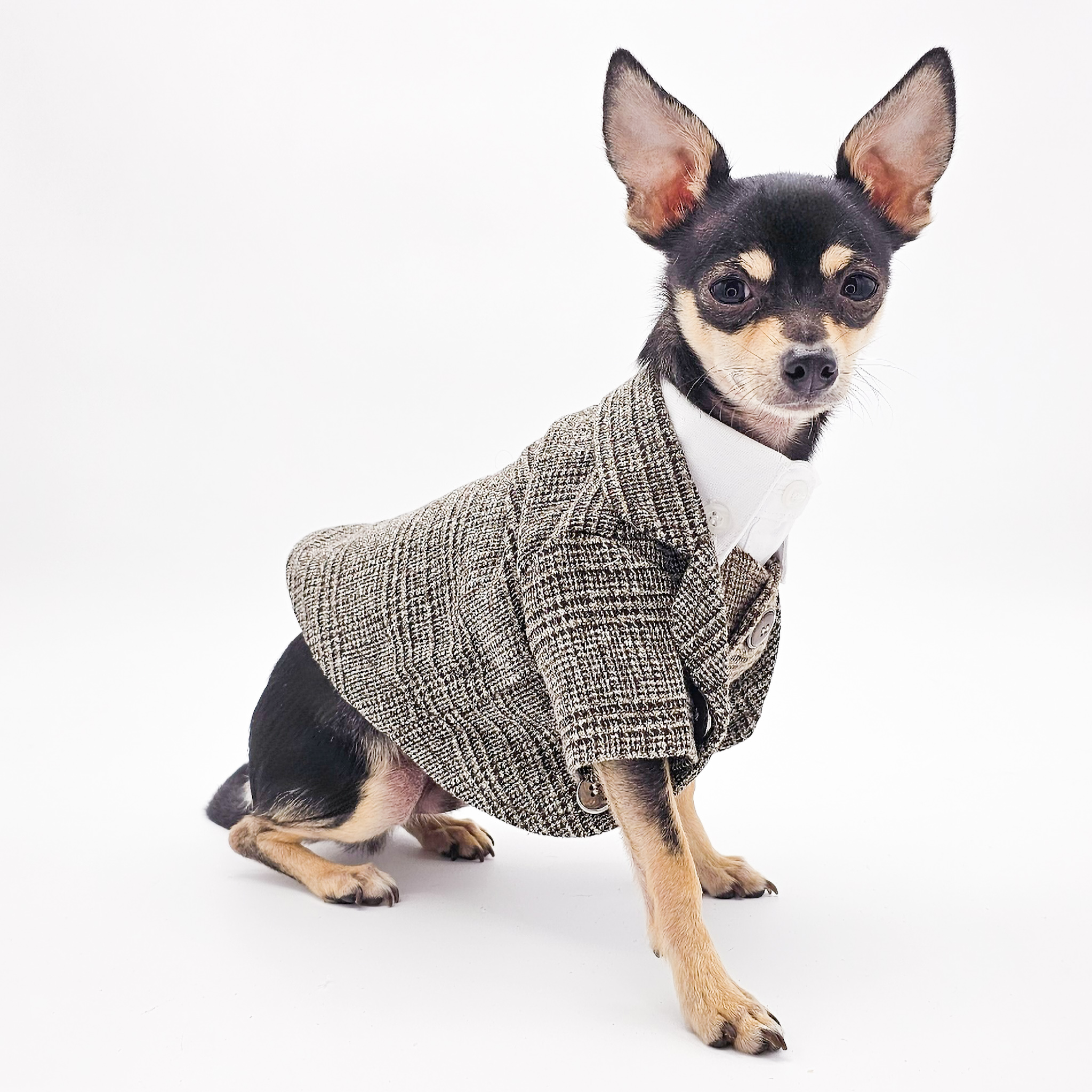 Gray Plaid Suit for Dogs | Stylish Dog Apparel | The Chi Society