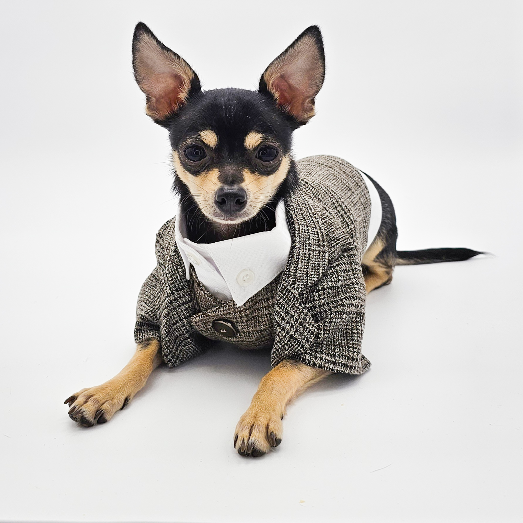 Gray Plaid Suit for Dogs | Stylish Dog Apparel | The Chi Society