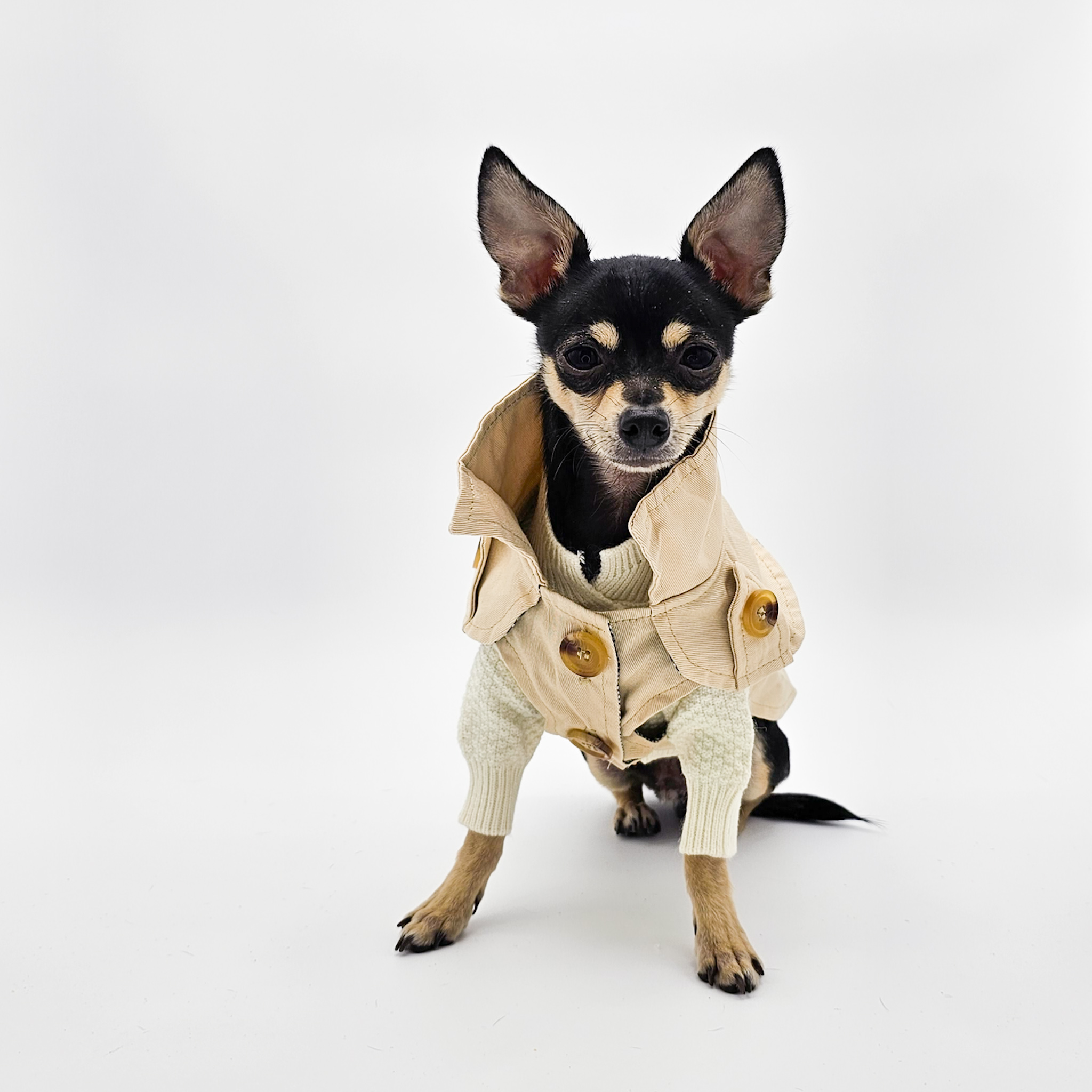 Pet Trench Coat for the Cosmopolitan Canine Front | The Chi Society